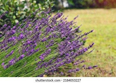 Flowering Lavender Bush In Backyard In Garden. Lavender Cultivation And Garden Care