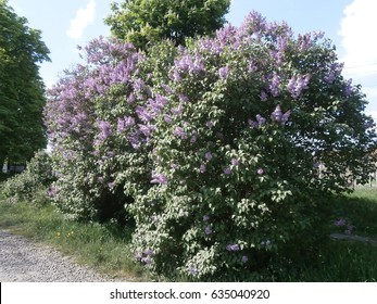 Flowering Lilac Bush