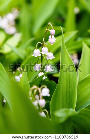 Similar – Foto Bild Convallaria majalis