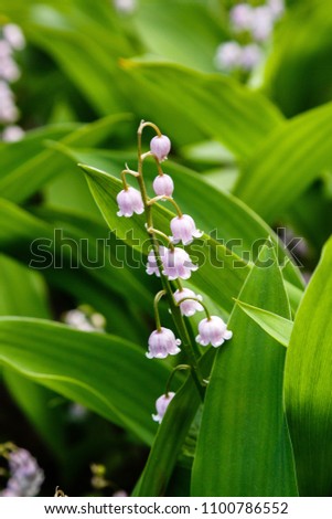 Similar – Foto Bild Convallaria majalis