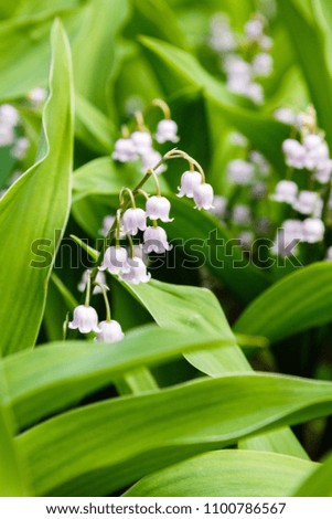 Similar – Foto Bild Convallaria majalis