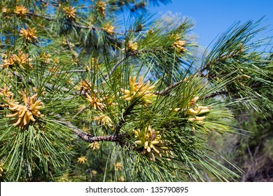 Flowering Of Loblolly Pine (Pinus Taeda)