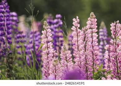 Flowering Lupin (Lupinus polyphyllus). Blooming field large-leaved lupines or garden lupines in early summer, close-up with selective focus. - Powered by Shutterstock