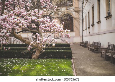 Flowering Magnolia In The Park Near A Beautiful Home