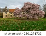  flowering magnolia tree in front of Dellwig water castle in Dortmund in springtime                              