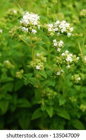 Flowering Marjoram Plant In Garden