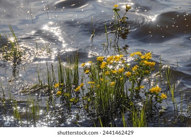 Flowering Marsh marigold growing in the water