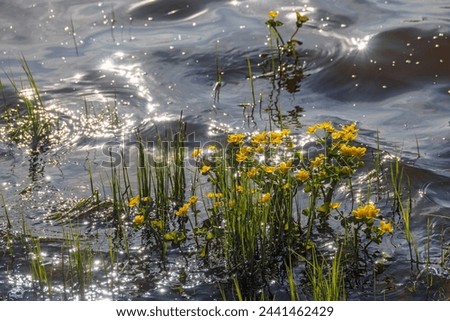 Flowering Marsh marigold growing in the water