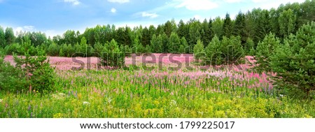 flowering meadow at the edge of the forest under a blue sky with clouds panorama