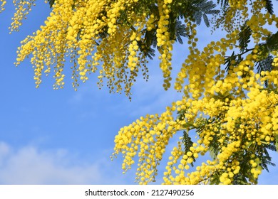 Flowering mimosa tree against blue sky. Mimosa blooms background. Selective focus. The flowery branch of mimosa is offered to women on March 8th for the International Women's Day. 