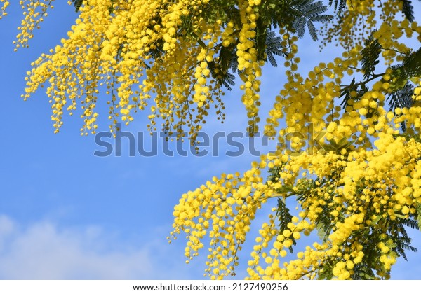 Flowering mimosa\
tree against blue sky. Mimosa blooms background. Selective focus.\
The flowery branch of mimosa is offered to women on March 8th for\
the International Women\'s Day.\
