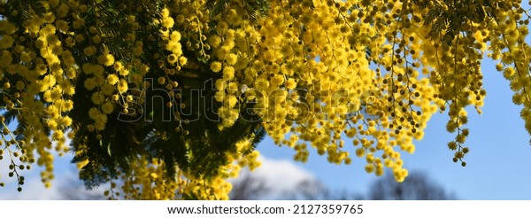 Flowering mimosa\
tree. Mimosa blooms background. Selective focus. The flowery branch\
of mimosa is offered to women on March 8th for the International\
Women\'s Day. long\
banner
