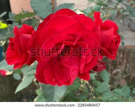 Flowering Mr. Lincoln Plant - Rosa 'Mister Lincoln', also known as 'Mr. Lincoln', is a dark red Hybrid tea rose cultivar. 
