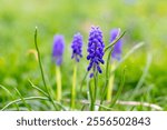 flowering muscari, blue muscari in the garden among green grass