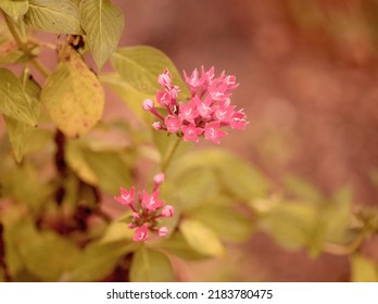 A Flowering Narrow-leaved Red Valerian Plant