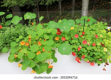 Flowering Nasturtiums In A Home Herb Garden In Northern Michigan.  The Leaves And Flowers Are Edible, And Are Used In Salads And Dinner Plate Decorations.