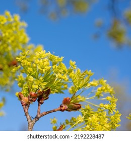 Flowering Norway Maple In Spring