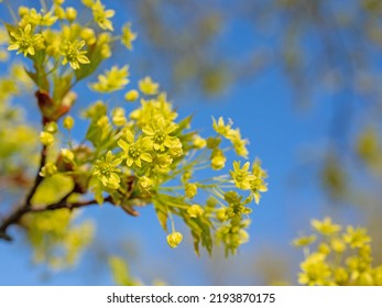 Flowering Norway Maple In Spring