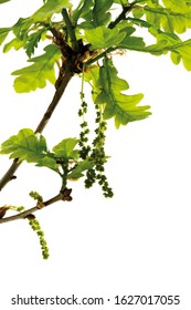 Flowering Oak, Oak Pollen, Leaves