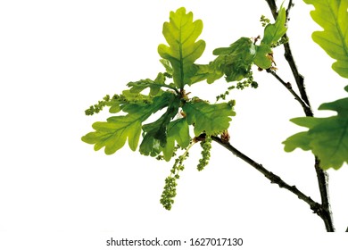 Flowering Oak, Oak Pollen, Leaves