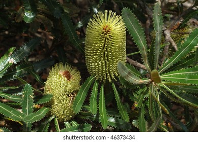 Flowering Old Man Banksia