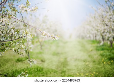 Flowering orchard of apple garden in spring time - Shutterstock ID 2254498963