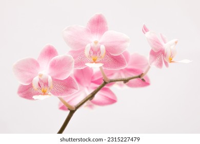 Flowering orchid phalaenopsis odorion on a white background - Shutterstock ID 2315227479