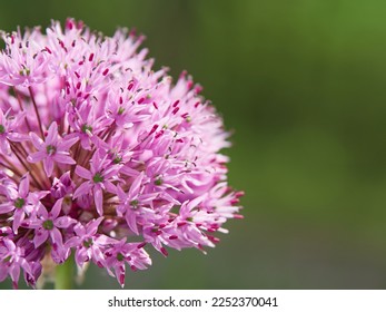 Flowering ornamental onion in garden: blooming beautiful flower.