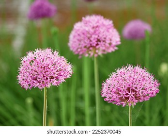 Flowering ornamental onion in garden: blooming beautiful flower.