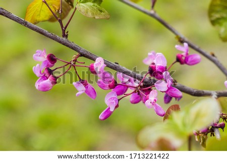 Flowering ornamental trees in the spring, the background for the card. A branch of Cercis canadensis with pink (purple) flowers close-up on a green blurred background.