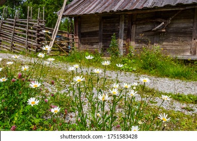 Flowering Oxeye Daisy At An Old Farmhouse