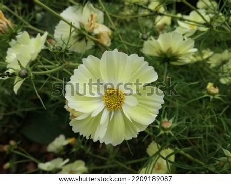 Flowering pale garden cosmos or Mexican aster 'Xanthos' (Cosmos bipinnatus)