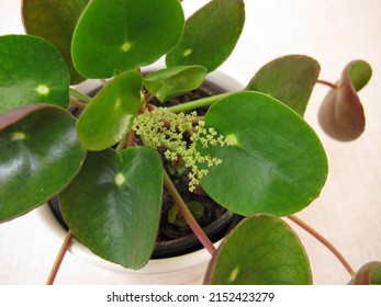 Flowering Pancake plant with flower, Pilea peperomioides