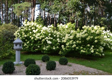 Flowering panicled hydrangea 'Limelight' (Hydrangea paniculata)