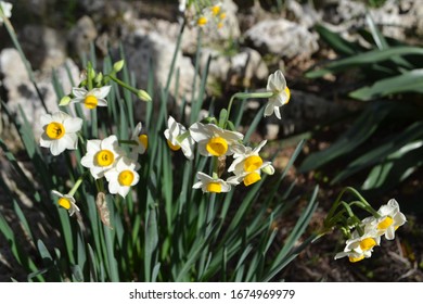 Flowering Paperwhite Daffodils (Narcissus Papyraceus)