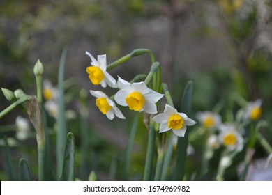 Flowering Paperwhite Daffodils (Narcissus Papyraceus)