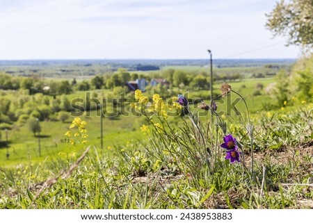 Flowering Pasque flower in a landscape view
