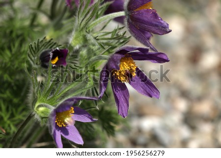 Similar – Image, Stock Photo Pasque flower or cow pasque flower