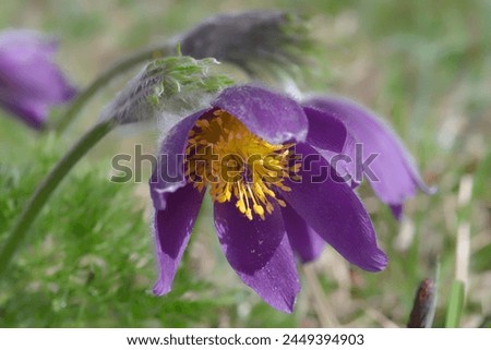 A flowering pasque flower (Pulsatilla vulgaris) in a meadow