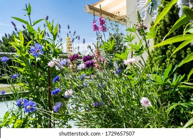 Flowering Patio On The Summer Balcony With Terrace Awnings And Blue Sky In The Background, Selective Focus. Many Flowers And Green Plants Outside The House.