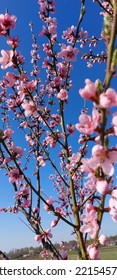 Flowering Peach Tree In Early Spring
