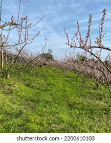 Flowering Of Peach Trees In The Serra Gaúcha.