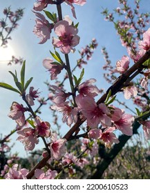 Flowering Of Peach Trees In The Serra Gaúcha.