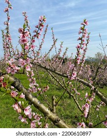 Flowering Of Peach Trees In The Serra Gaúcha.