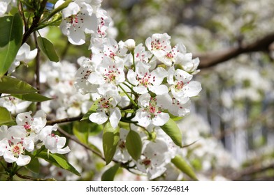 Flowering pear in the spring garden.
 - Shutterstock ID 567264814