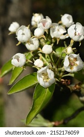 Flowering Pear Tree Branch In April