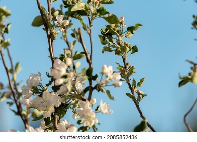 Fleur d'un poirier. Branche d'un arbre fruitier aux fleurs blanches. Printemps dans le verger.