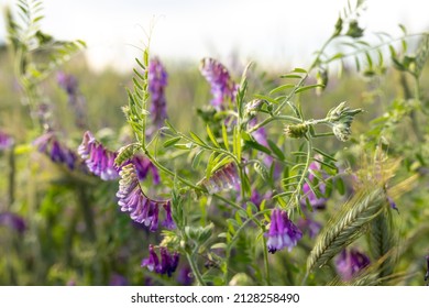 Flowering peas in a field. Green sprouts of young Vicia villosa in early spring at organic farm field. Selective Focus - Shutterstock ID 2128258490