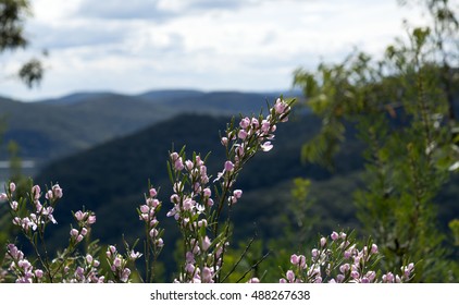 Flowering Philotheca Myoporoides At  Muogamarra Nature Reserve Australia