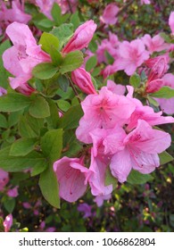 Flowering pink azalea (rhododendron) - Shutterstock ID 1066862804